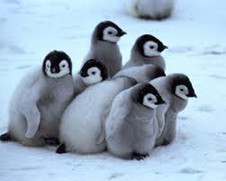 Group of baby penguins